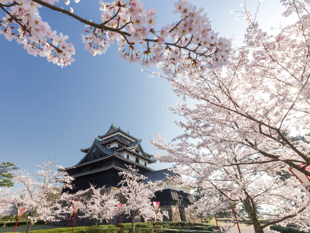 島根県が誇る国宝 松江城の桜がもうすぐ満開 開花情報とお花見のススメ オエステ会